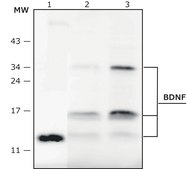 Anti-BDNF antibody, Mouse Monoclonal clone BDNF129-13, purified from hybridoma cell culture
