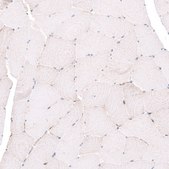 Anti-EMX1 antibody produced in rabbit Prestige Antibodies&#174; Powered by Atlas Antibodies, affinity isolated antibody, buffered aqueous glycerol solution