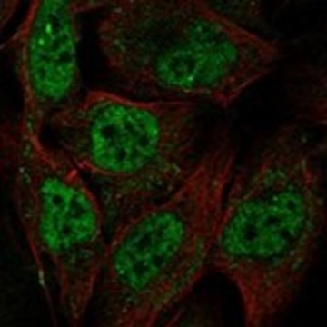 Anti-MCM8 antibody produced in rabbit Prestige Antibodies&#174; Powered by Atlas Antibodies, affinity isolated antibody, buffered aqueous glycerol solution
