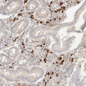 Anti-FHOD1 antibody produced in rabbit Prestige Antibodies&#174; Powered by Atlas Antibodies, affinity isolated antibody, buffered aqueous glycerol solution