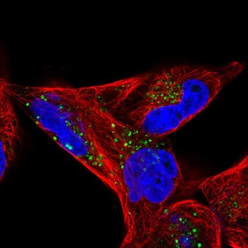 Anti-CD82 antibody produced in rabbit Prestige Antibodies&#174; Powered by Atlas Antibodies, affinity isolated antibody