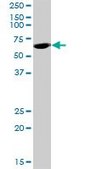 Anti-GNL3 antibody produced in mouse purified immunoglobulin, buffered aqueous solution