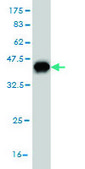 Monoclonal Anti-NUP62 antibody produced in mouse clone 2D3, purified immunoglobulin, buffered aqueous solution