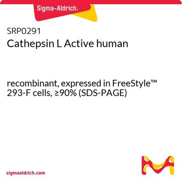 Cathepsin L Active human recombinant, expressed in FreeStyle&#8482; 293-F cells, &#8805;90% (SDS-PAGE)