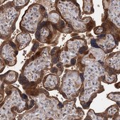 Anti-KANSL2 antibody produced in rabbit Prestige Antibodies&#174; Powered by Atlas Antibodies, affinity isolated antibody, buffered aqueous glycerol solution