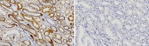 Anti-Noxa Antibody, clone 1G4 ZooMAb&#174; Rabbit Monoclonal recombinant, expressed in HEK 293 cells