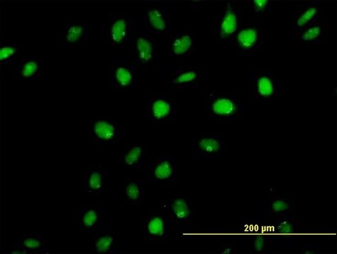 Anti-CUX1 antibody produced in mouse purified immunoglobulin, buffered aqueous solution