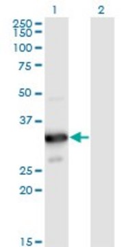Monoclonal Anti-MYOZ2 antibody produced in mouse clone 1D4, purified immunoglobulin, buffered aqueous solution
