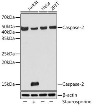Anti-Caspase-2 Antibody, clone 2Z10F1, Rabbit Monoclonal