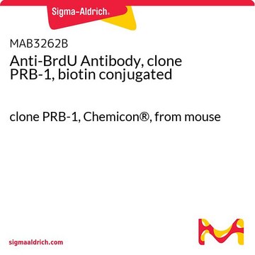 Anti-BrdU Antibody, clone PRB-1, biotin conjugated clone PRB-1, Chemicon&#174;, from mouse