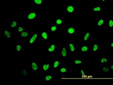 ANTI-HMGB2 antibody produced in mouse clone 3D2, purified immunoglobulin, buffered aqueous solution