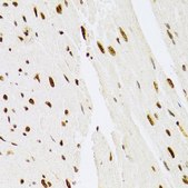 Anti-MAPK3 antibody produced in rabbit