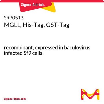 MGLL, His-Tag, GST-Tag recombinant, expressed in baculovirus infected Sf9 cells