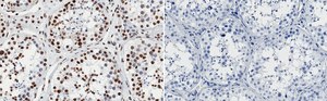 Anti-SMARCA2 Antibody, clone 3E14 ZooMAb&#174; Rabbit Monoclonal recombinant, expressed in HEK 293 cells