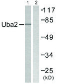 Anti-UBA2 antibody produced in rabbit affinity isolated antibody