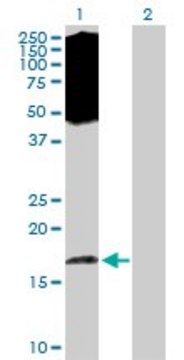 Anti-EIF5A2 antibody produced in rabbit purified immunoglobulin, buffered aqueous solution
