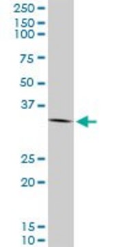 Monoclonal Anti-ANXA2 antibody produced in mouse clone 4G8, purified immunoglobulin, buffered aqueous solution