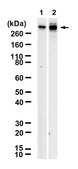 Anti-ApoB Antibody, clone MB47 ZooMAb&#174; Mouse Monoclonal recombinant, expressed in HEK 293 cells