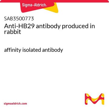 Anti-HB29 antibody produced in rabbit affinity isolated antibody