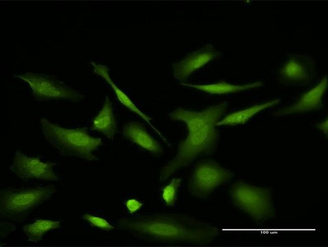 Monoclonal Anti-VDAC2 antibody produced in mouse clone 3D2, purified immunoglobulin, buffered aqueous solution