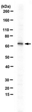 Anti-Ric-8B/Synembryn-B Antibody serum, from rabbit