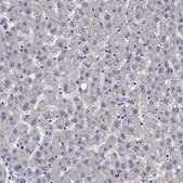 Anti-SCG2 Prestige Antibodies&#174; Powered by Atlas Antibodies, affinity isolated antibody