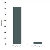 Anti-phospho-BTK (pTyr551) antibody produced in rabbit affinity isolated antibody