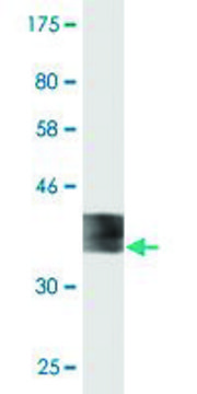 Monoclonal Anti-FDX1 antibody produced in mouse clone 1E7, purified immunoglobulin, buffered aqueous solution