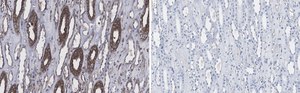 Anti-Atg5 Antibody, clone 1L18 ZooMAb&#174; Rabbit Monoclonal recombinant, expressed in HEK 293 cells