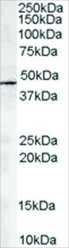 Anti-ARP1 homolog A antibody produced in goat affinity isolated antibody, buffered aqueous solution