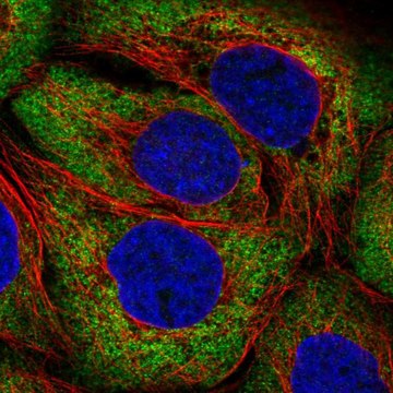 Anti-ARHGEF3 antibody produced in rabbit Prestige Antibodies&#174; Powered by Atlas Antibodies, affinity isolated antibody