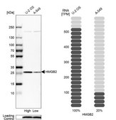 Anti-HMGB2 antibody produced in rabbit Prestige Antibodies&#174; Powered by Atlas Antibodies, affinity isolated antibody, buffered aqueous glycerol solution