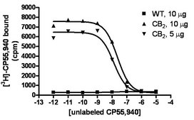 ChemiSCREEN Membrane Preparation Recombinant Human CB2 Cannabinoid Receptor Human CB2 GPCR membrane preparation for Radioligand binding Assays &amp; GTP&#947;S binding.