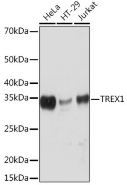 Anti-TREX1 Antibody, clone 7Q0G6, Rabbit Monoclonal