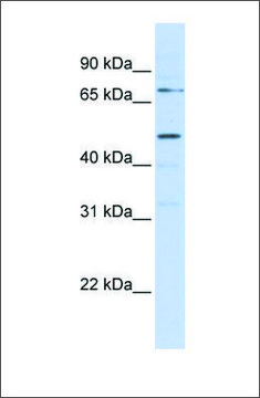 Anti-KREMEN1 antibody produced in rabbit affinity isolated antibody