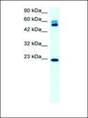 Anti-CLDN8 antibody produced in rabbit IgG fraction of antiserum