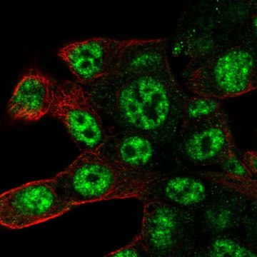 Anti-POLR2D antibody produced in rabbit Prestige Antibodies&#174; Powered by Atlas Antibodies, affinity isolated antibody