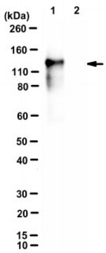 Anti-SCUBE1 Antibody, clone 701