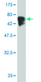 Monoclonal Anti-TUBA1 antibody produced in mouse clone 1E11, purified immunoglobulin, buffered aqueous solution