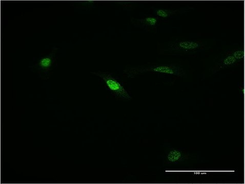 ANTI-MEOX1 antibody produced in mouse clone 1F3, purified immunoglobulin, buffered aqueous solution