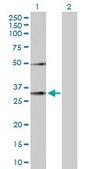 Anti-EFNA3 antibody produced in rabbit purified immunoglobulin, buffered aqueous solution