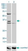Monoclonal Anti-PAX9 antibody produced in mouse clone 4B9, purified immunoglobulin, buffered aqueous solution