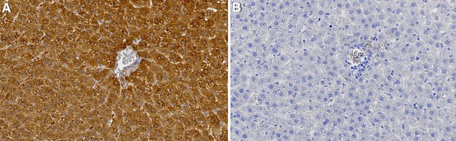 Anti-Glucagon receptor Antibody, clone 2B13 ZooMAb&#174; Rabbit Monoclonal recombinant, expressed in HEK 293 cells