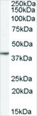 Anti-NANOG antibody produced in goat affinity isolated antibody, buffered aqueous solution