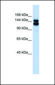 Anti-TRIM33 antibody produced in rabbit affinity isolated antibody