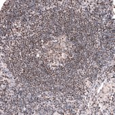 Monoclonal Anti-Pax5 Antibody Produced In Mouse Prestige Antibodies&#174; Powered by Atlas Antibodies, clone CL14550, affinity isolated antibody, buffered aqueous glycerol solution