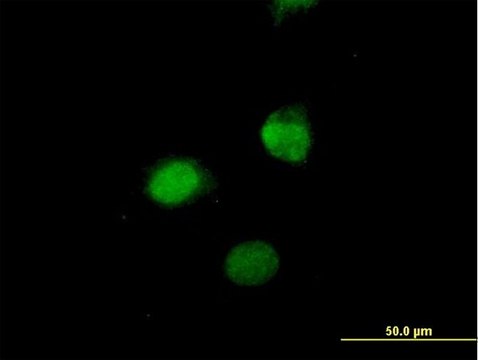 Anti-SESN3 antibody produced in mouse purified immunoglobulin, buffered aqueous solution