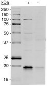 Anti-phospho 4E-BP1 (Ser83) serum, from rabbit