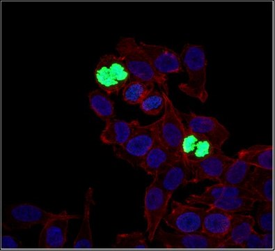 Anti-phospho Histone H3 (Ser10) Antibody, Alexa Fluor&#8482; 488 Conjugate from rabbit, ALEXA FLUOR&#8482; 488