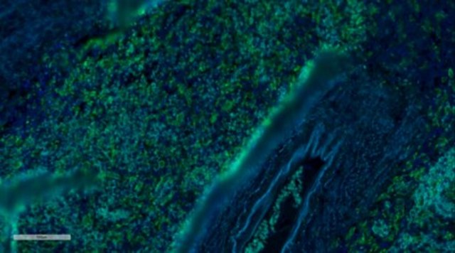 Anti-Iba1/AIF1 Antibody, clone 20A12.1, Alexa Fluor&#8482; 488 Conjugate clone 20A12.1, from mouse, ALEXA FLUOR&#8482; 488